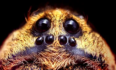 Oamenii de ştiinţă au aflat de ce femelele păianjen îşi consumă partenerii după sex
