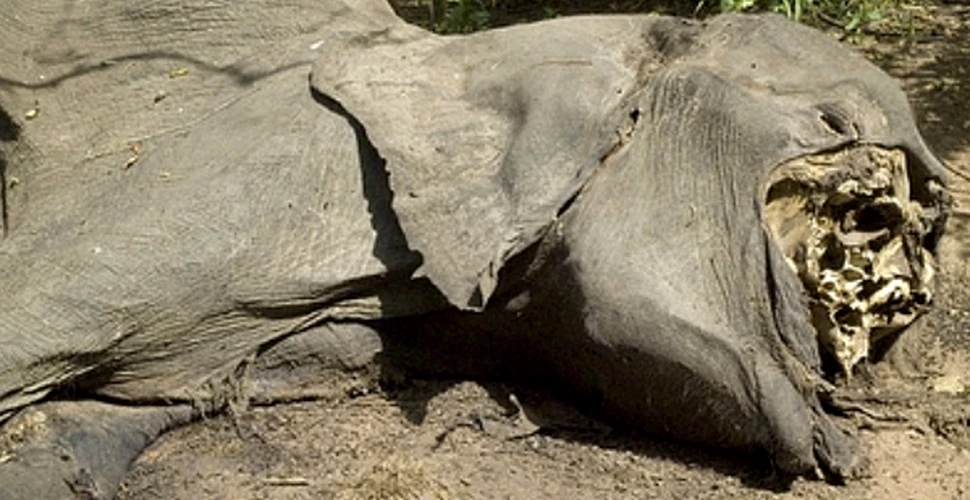 SOCANT! Trupele din Zimbabwe sunt hranite cu elefanti