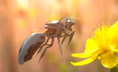 Albinele robot ar putea fi dezvoltate pentru polenizare
