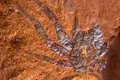 Fosila unui păianjen gigantic de acum 16 milioane de ani, găsită în Australia