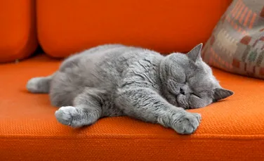 Un tratament similar cu Ozempic ar putea ajuta în curând pisicile grăsuțe