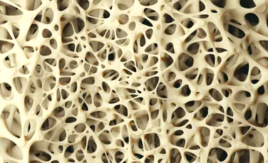 Cercetătorii din Germania și China au descoperit un posibil nou tratament pentru osteoporoză
