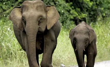Elefantii pigmei au fost redescoperiti in Borneo