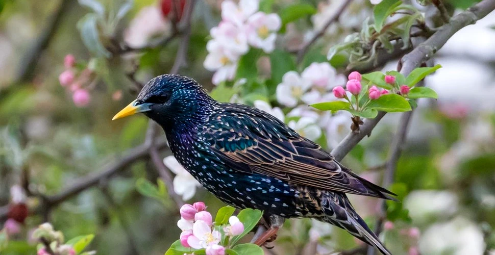 Societatea Ornitologică Română: Noua lege a vânătorii amenință zeci de specii de păsări
