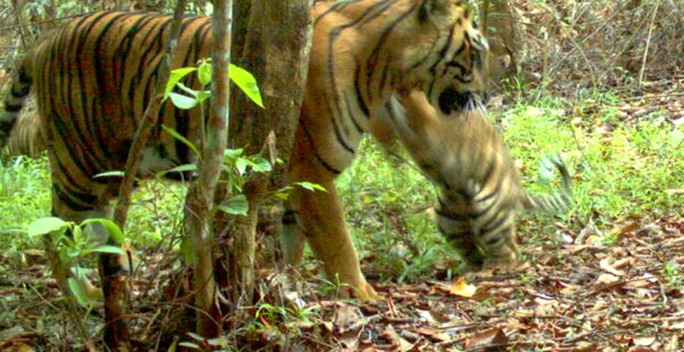 Imagini rare cu tigrul de Sumatra au fost surprinse în Indonezia! (VIDEO)