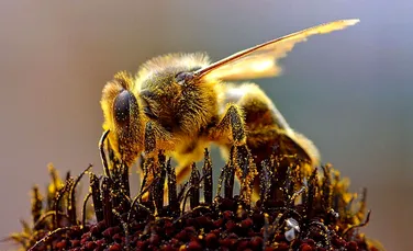 Uimitor: albinele îşi pot „reîntineri” creierul