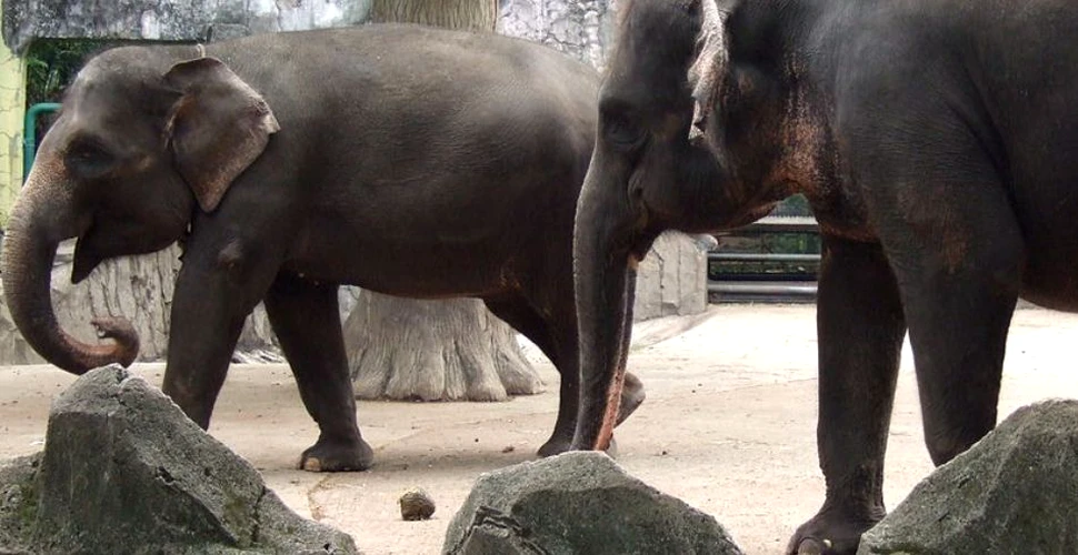Elefanţii de Sumatra riscă să dispară în următoarele trei decenii