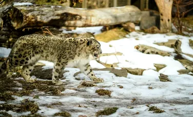 Un leopard al zăpezilor de la grădină zoologică din San Diego, diagnosticat cu COVID
