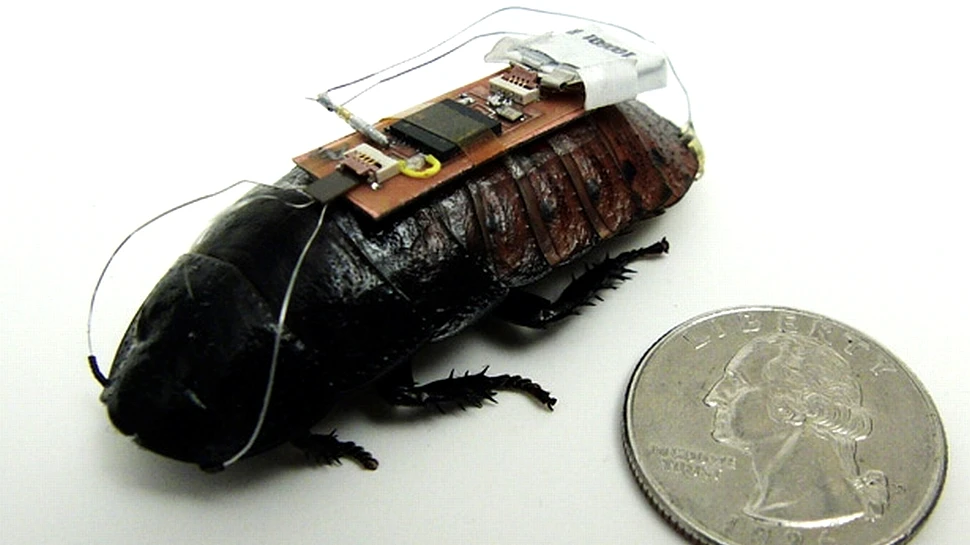 Inedit: cercetătorii pot controla gândacii de la distanţă! Inovaţia ar putea salva vieţi (VIDEO)
