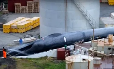 O companie din Islanda este acuzată că a omorât o balenă albastră extrem de rară