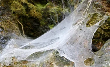Păianjenii orbi din peșterile întunecate pot simți lumina