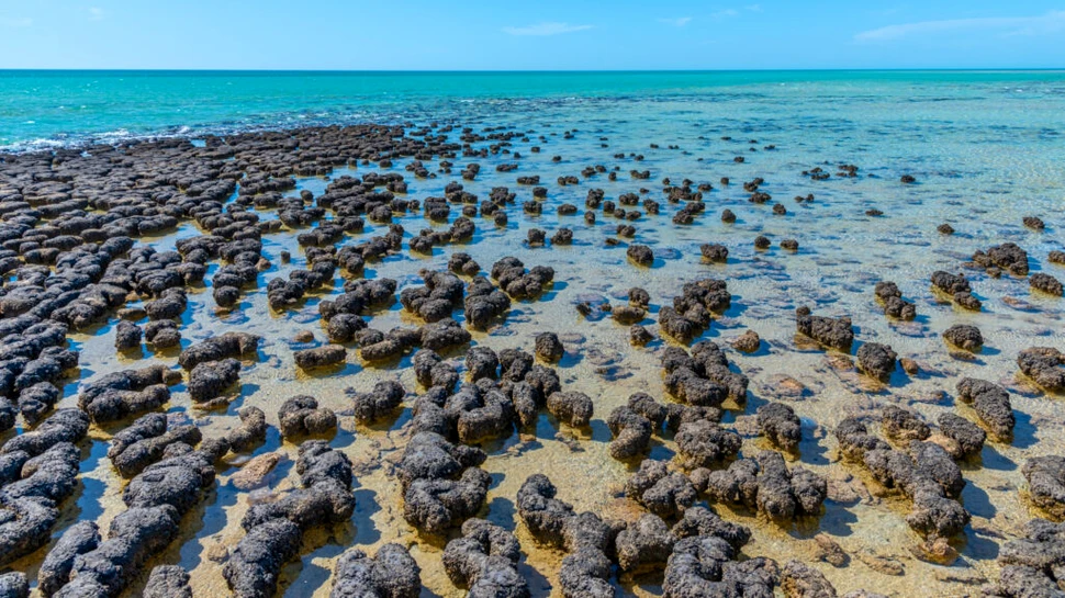 Zonele marine protejate ar putea rezolva problema foametei la nivel global