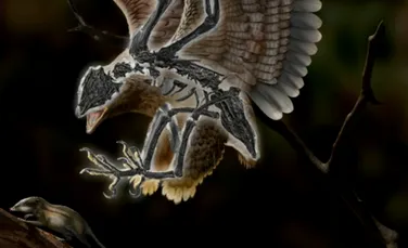 O fosilă găsită în China întărește asemănările genetice dintre păsări și dinozauri