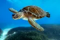 Cuiburi de broască țestoasă și pui, găsite pentru prima dată după 10 ani pe o plajă din Cambodgia