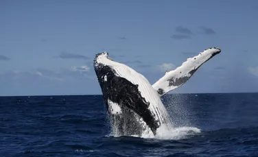 Schimb cultural la mare adâncime! Balenele cu cocoașă învață cântece unele de la altele