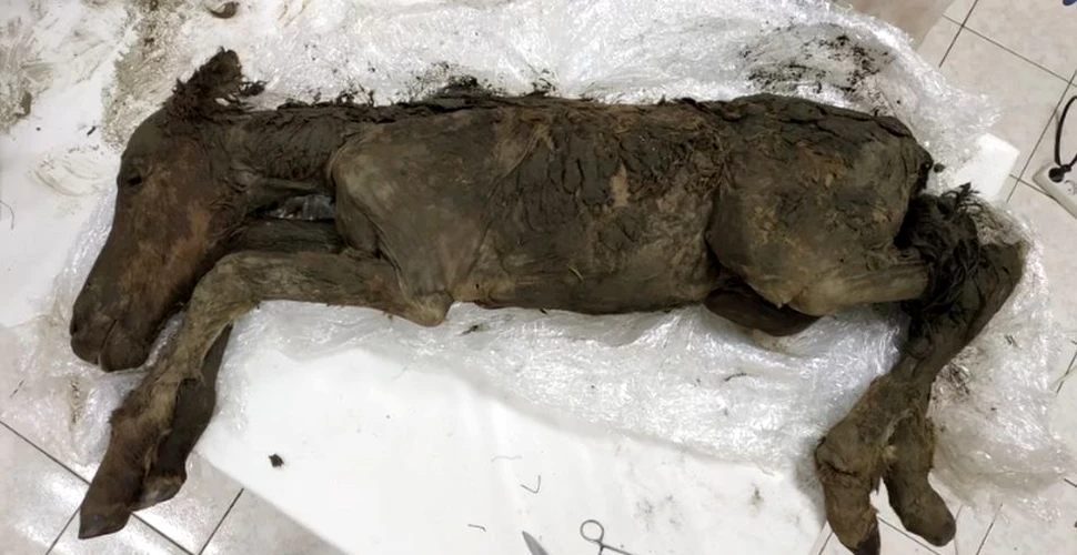 Descoperire uriaşă! Trupul mumificat al unui animal preistoric conţine sânge în formă lichidă