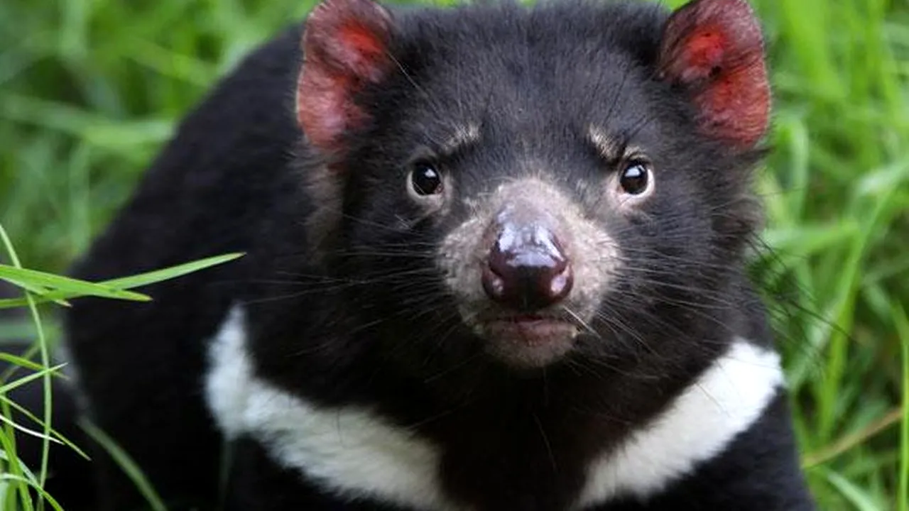 1-tasmaniandevil 
