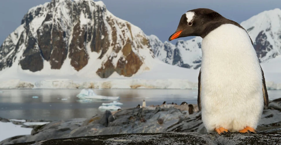 Rămășițele unor continente străvechi au fost găsite sub Antarctica