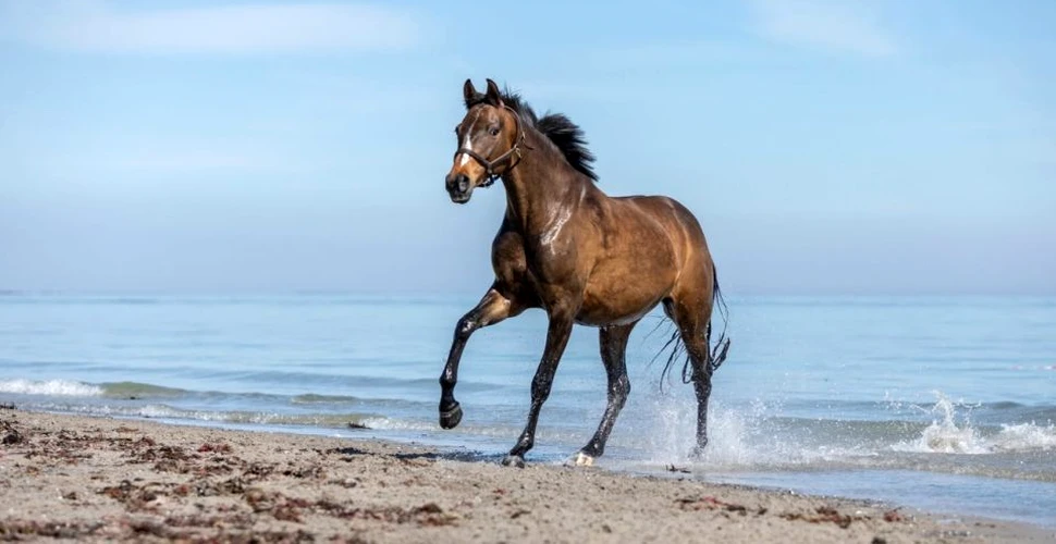 Doza de natură a săptămânii: imagini cu cei mai frumoşi cai sălbatici din Islanda. FOTO