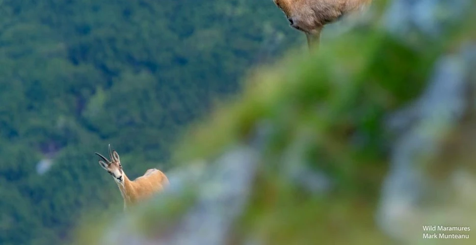 Capre negre și iezi zburdalnici fac spectacol în Munții Rodnei