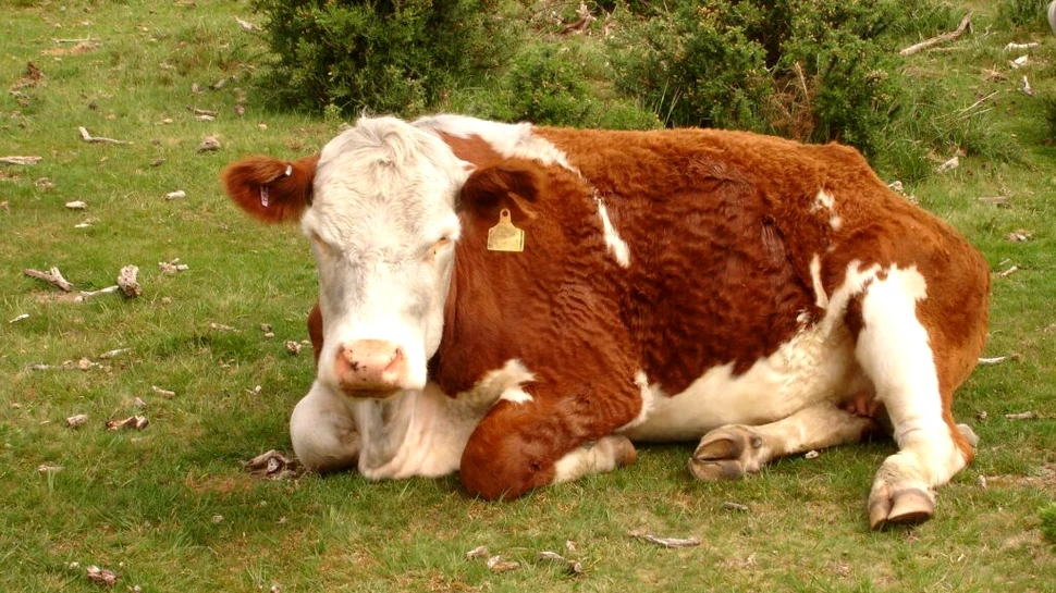 Să fii morocănos poate fi un lucru bun. Iată ce spun psihoterapeuții