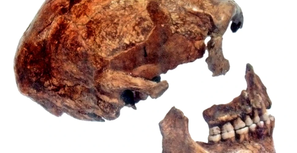 Neanderthalienii apreciau medicina naturistă