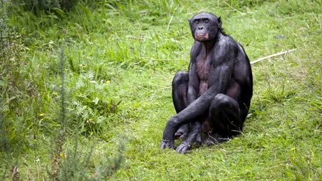 Primatele bonobo ne arată când a evoluat imaginația