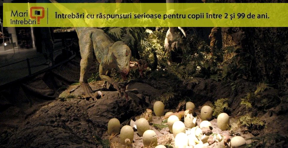 Cum dinozaurii puteau să clocească fără să zdrobească ouăle din cuib?
