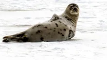 O specie de foci își poate monitoriza nivelul de oxigen din sânge pentru a nu se îneca
