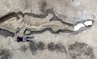 Fosila unui „dragon al mărilor”, găsită în Marea Britanie. Este o descoperire fără precedent