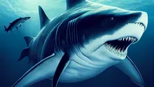 O descoperire surprinzătoare relevă că megalodonul nu era așa cum au crezut cercetătorii