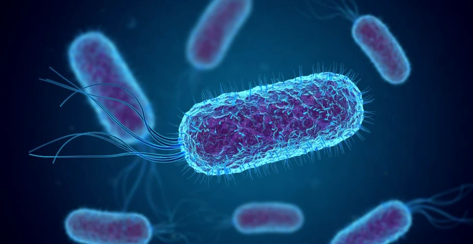 Cum sună bacteriile? „Melodiile microbiene“ ne-ar putea ajuta să combatem rezistența la antibiotice