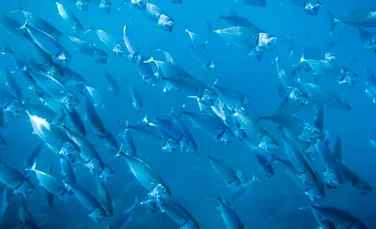 Schimbările climatice micșorează peștii, arată un nou studiu