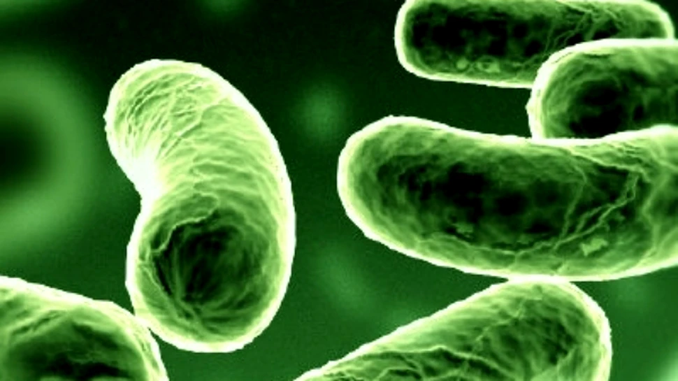 Bacteriile, “tapii ispasitori” ai obezitatii