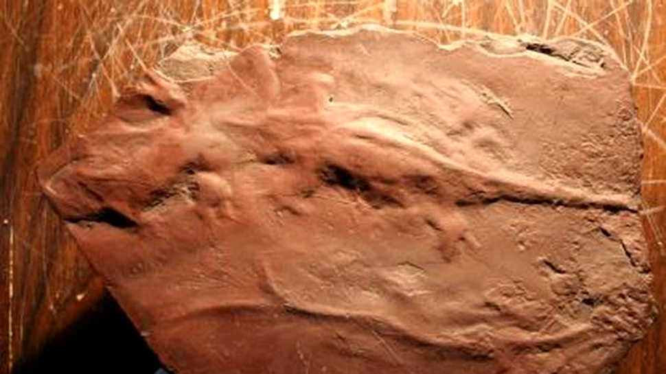 Soparla din Paleozoic, descoperita in estul Pennsylvaniei!