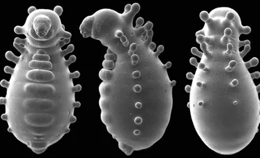 Larva furnicii Monomorium triviale arată ca un extraterestru la microscop
