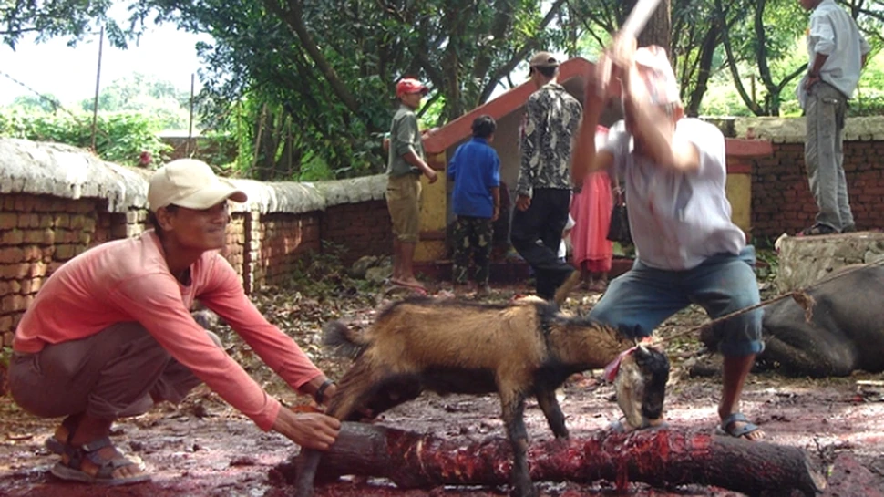 Mii de animale vor fi sacrificate intr-un ritual religos