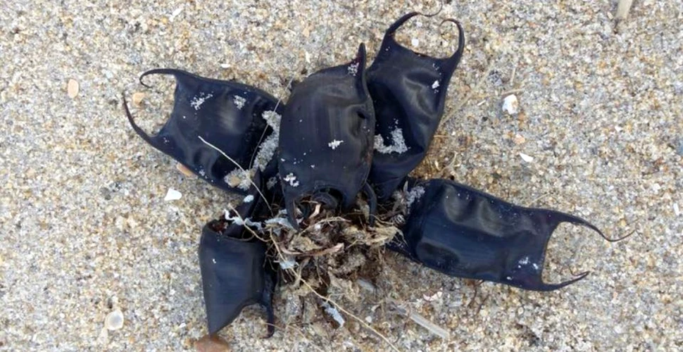 Mai multe ”săculeţe” bizare care au ajuns pe plajele din Carolina de Nord nu sunt deşeuri din plastic sau din alt material creat de om