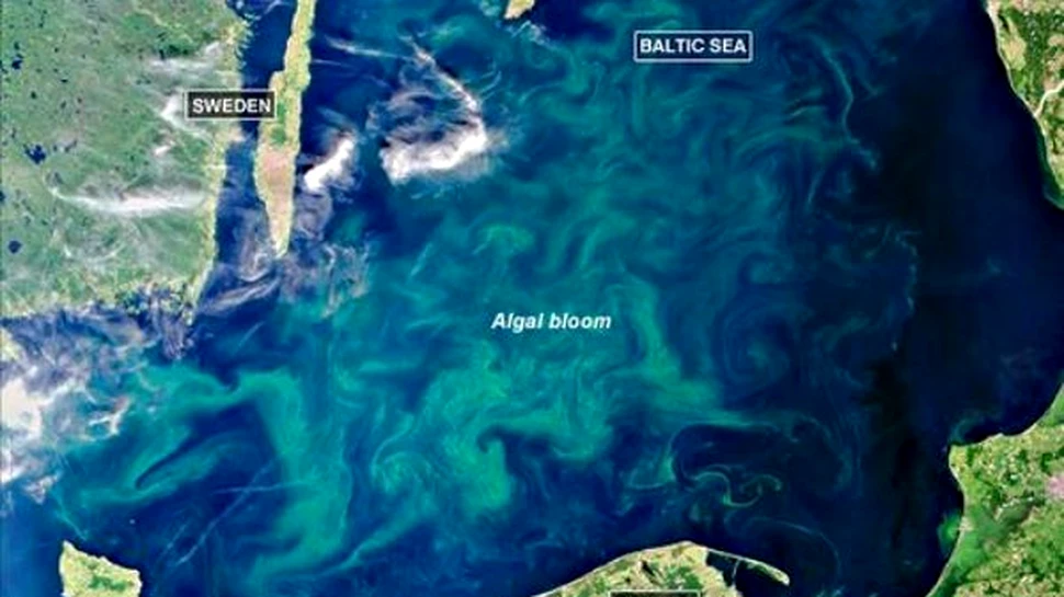 Invazia algelor in Marea Baltica ar putea duce la o extinctie uriasa