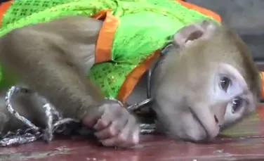 Cum sunt forţate maimuţele înlănţuite să distreze turiştii, în Thailanda. Imagini video tulburătoare