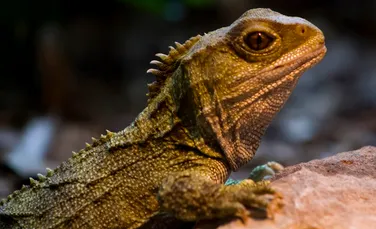 Tuatara, „fosila vie” lentă cu cei mai rapizi spermatozoizi din lumea reptilelor