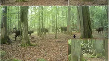 Pentru prima dată, lupii au fost filmați vânând zimbri într-o pădure europeană străveche