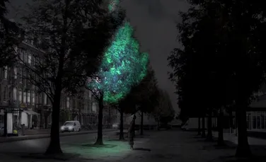 Iată cum arată copacii bioluminiscenţi care vor înlocui iluminatul stradal (VIDEO)