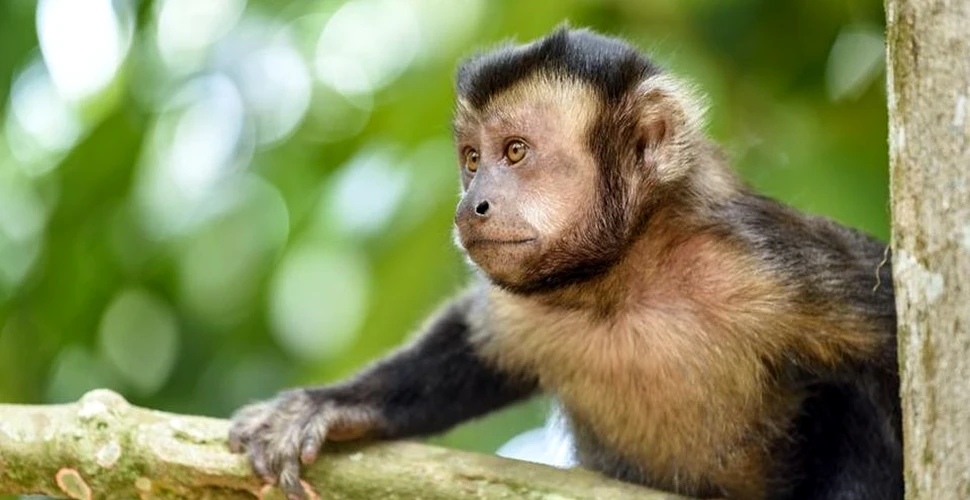 Un anumit tip de maimuţe confecţionează ciocane din piatră precum primii oameni – VIDEO