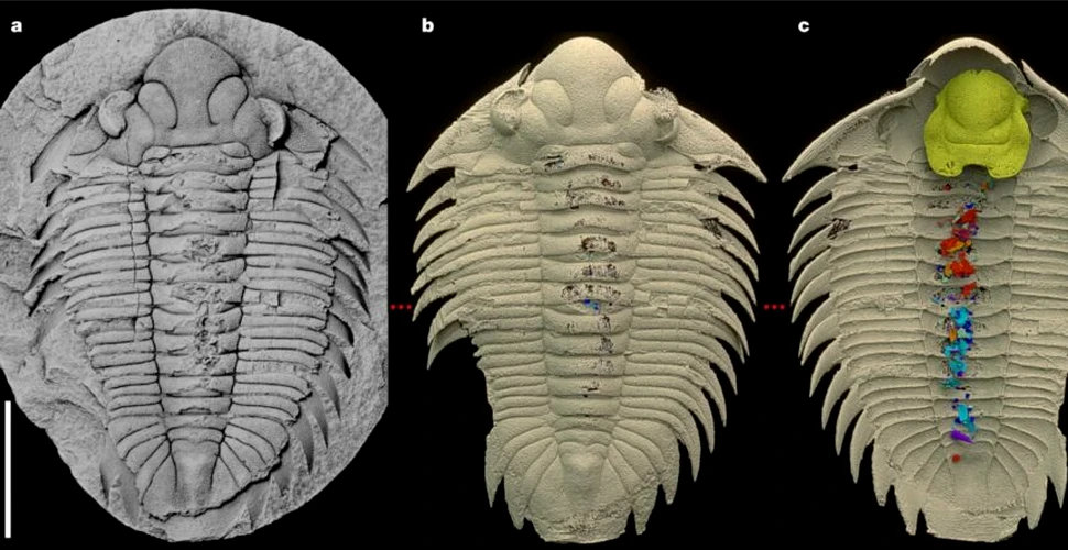 O fosilă de trilobit, găsită într-o stare atât de bună încât ultimul prânz este vizibil la interior