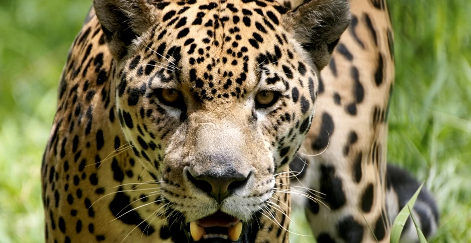 Sasha Siemel: omul care vâna jaguari cu lancea