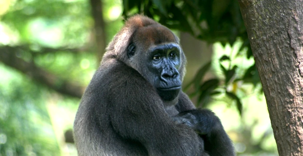 Cea mai rară subspecie de gorile a fost surprinsă în film (VIDEO)
