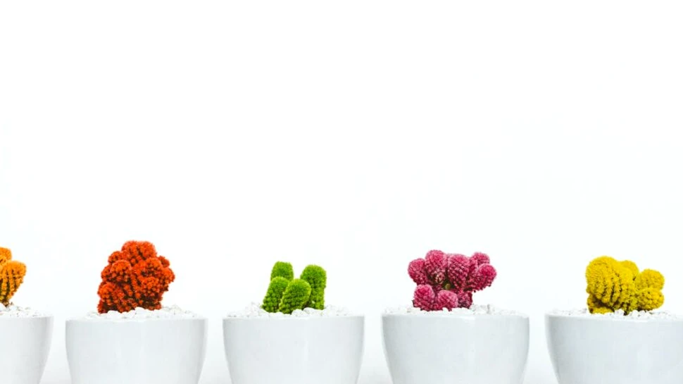 Cum să selectați cele mai bune ghivece de flori și plante