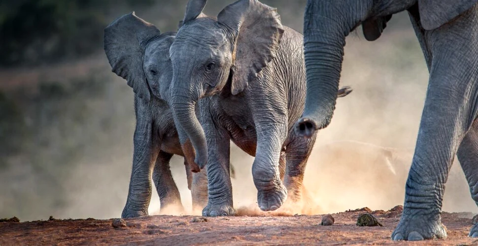 „Arma secretă” care îi ajută pe elefanți să fie extrem de pricepuți la furat
