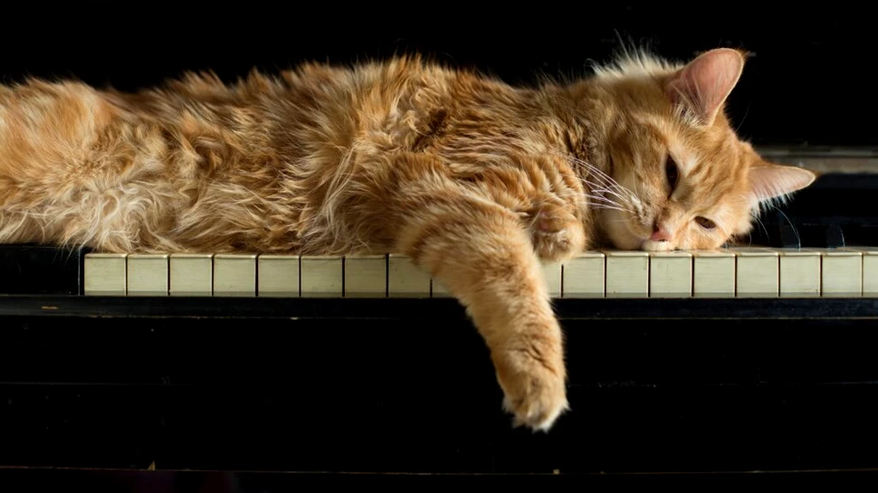 Oamenii nu sunt singurii care se bucură de efectele miraculoase ale muzicii